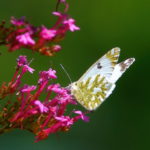 Orange-tipped White Butterfly (female) on Buddléia