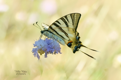 18A7R03912-studio-studio