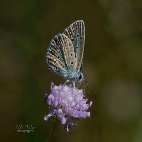 20A7R03932-studio