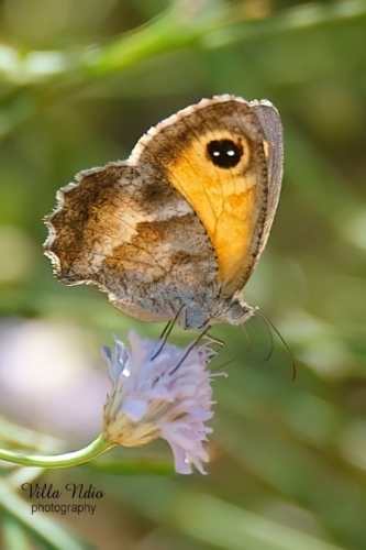 Gatekeeper Butterfly at the  Jardins du Musée International de la Parfumerie