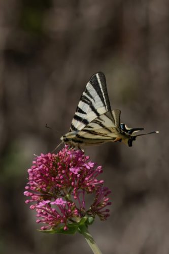 Scarce Swallowtail 