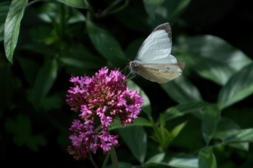 Large White Butterfly