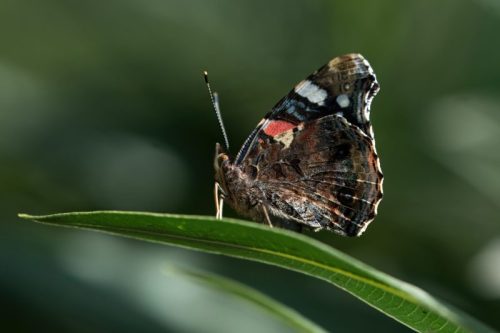 Vanessa Atalanta 