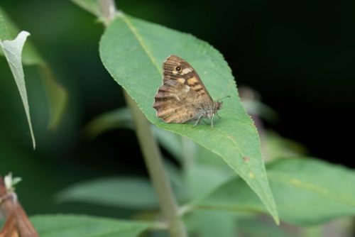 Speckled Wood 