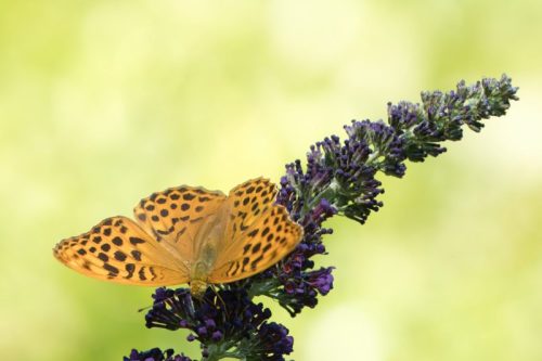 Silver-washed fritillary