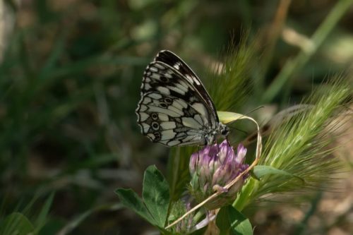 Marbled White Butterfly