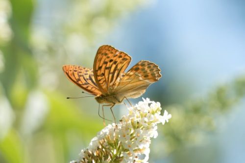 Silver-washed Fritillary
