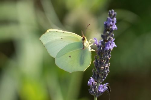 Brimstone Butterfly 