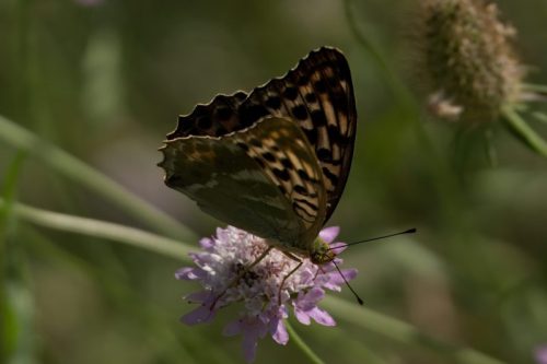 Silver-Washed Fritillary Form Valezina 