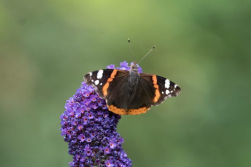 Vanessa Atalanta 