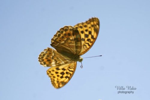 Silver-washed fritillary