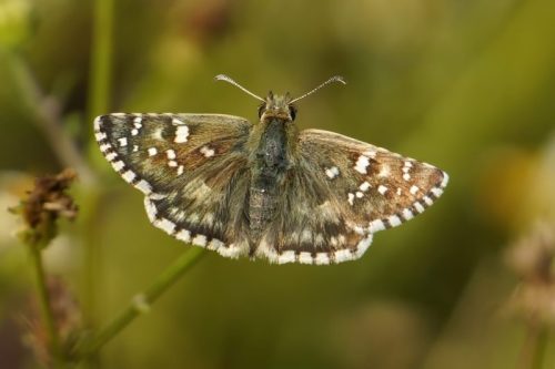 Grizzled Skipper