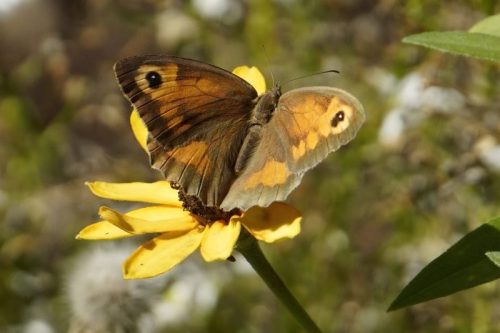 Meadow Brown Butterfly at the MIP gardens