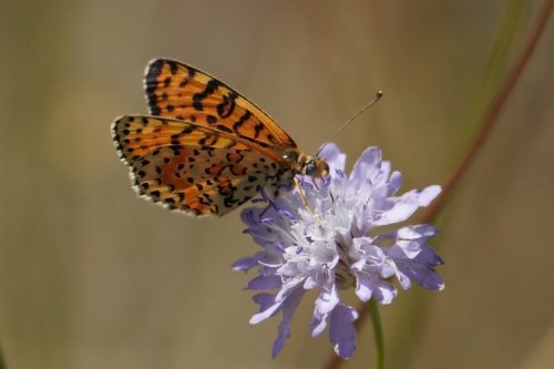 Spotted Fritillary