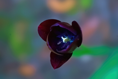 Black Tulip in the Villa Ndio Garden