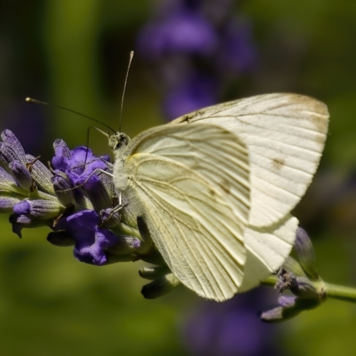 Large Cabbage White Butterfly on Lavender