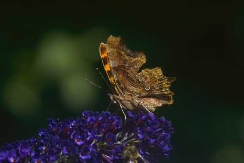 Comma Butterfly on Buddleia