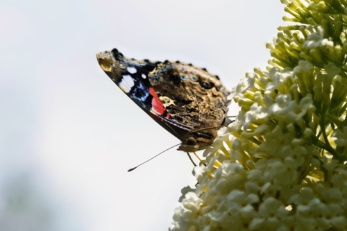 Vanessa Atalanta Red Admiral on Buddleia