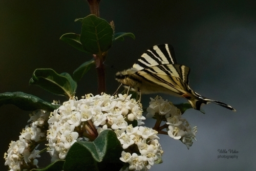 Scarce Swallowtail in the Villa Ndio Garden