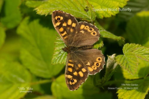 A7R01089-topaz-denoise-enhance-studio