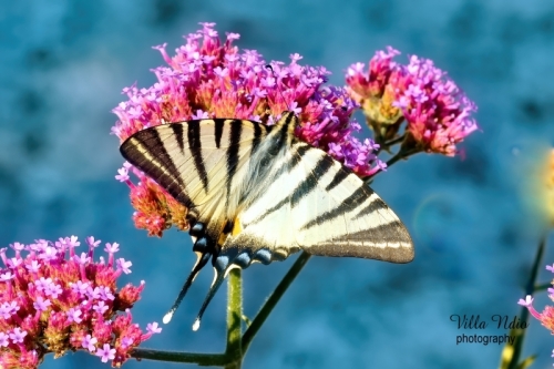 Scarce Swallowtail in Saint-Cézaire sur Siagne