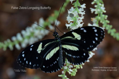 A7R01810-topaz-denoise-studio