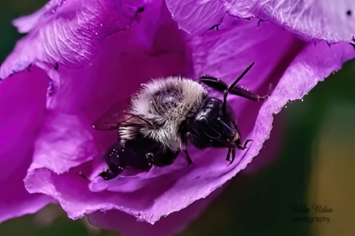 Common Eastern Bumblebee
