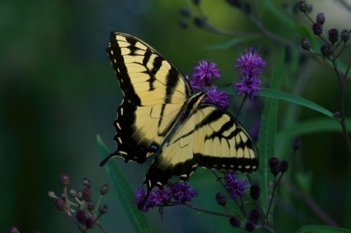 Western Tiger Swallowtail