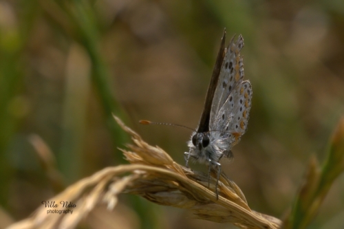 Plebejus Argus Butterfly in the Meadow near Villa Ndio