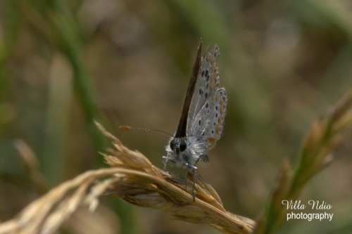 Plebejus Argus Butterfly in the Meadow near Villa Ndio