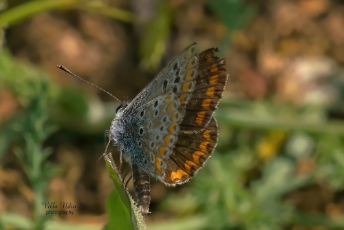 Brown Argus