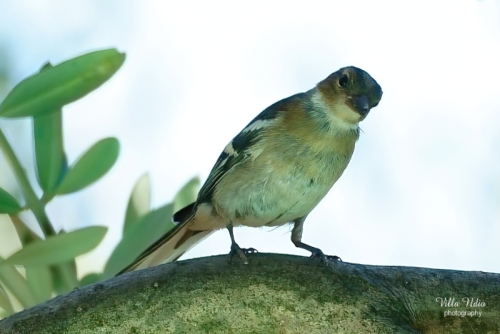 Chaffinch in an Olive Tree