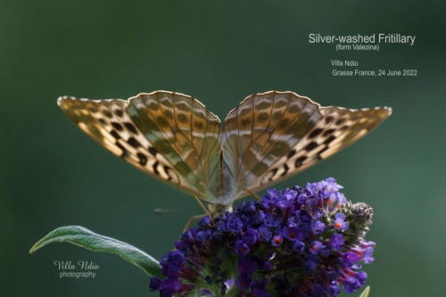 Silver-washed Fritillary Female Form Valesina on Buddleia