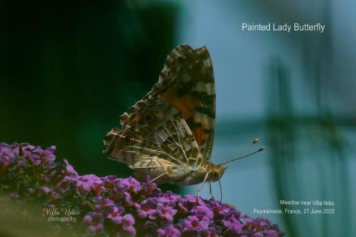 A7R03455-topaz-enhance-studio