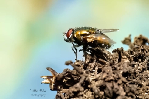 Common Green Bottle Fly