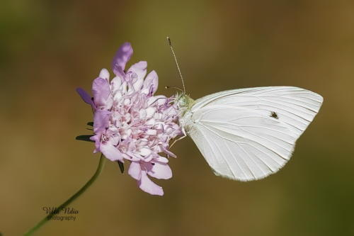 Cabbage White Butterfly at the Jardins du Musée International de la Parfumerie