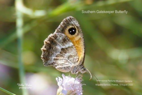 Gatekeeper Butterfly at the  Jardins du Musée International de la Parfumerie