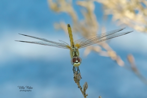 Red-Veined Darter at the Jardins du Musée International de la Parfumerie