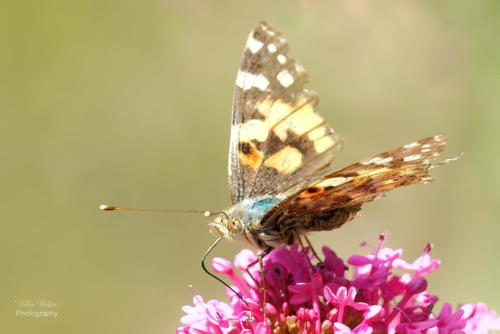 Painted Lady Butterfly on Buddléia