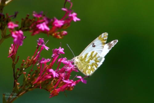 Orange-tipped White Butterfly (female) on Buddléia