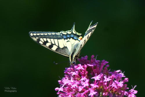 Old World Swallowtail