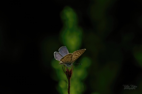 Lang's Short-tailed Blue butterfly at the Jardins du Musée International de la Parfumerie