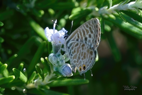 Lang's Short-tailed Blue Butterfly