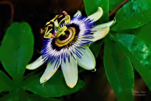 Flora