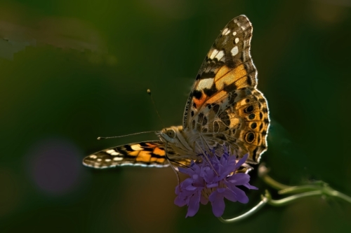 Painted Lady aka Vanessa aka Cosmopolitan