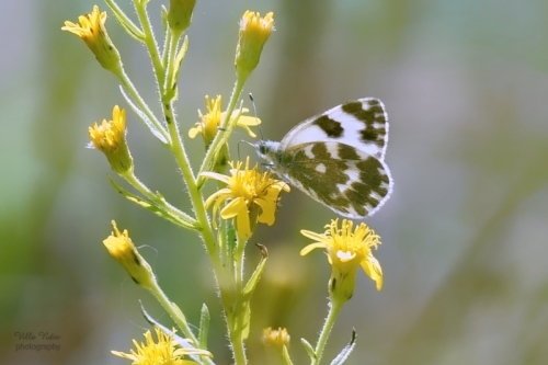 Bath White Butterfly