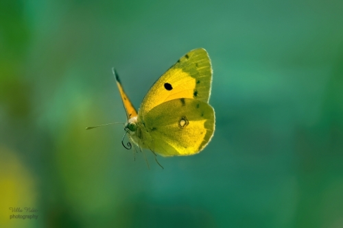 Clouded Yellow Butterfly in Flight II
