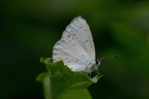 Holly Blue 