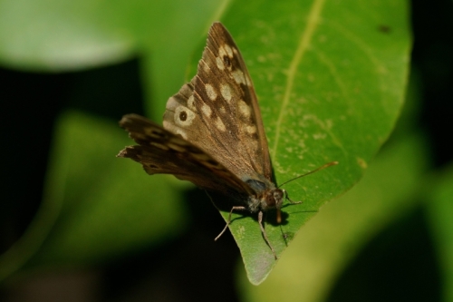A7R09387-topaz-sharpen