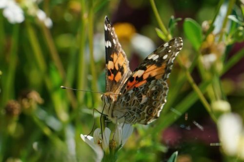 Painted Lady